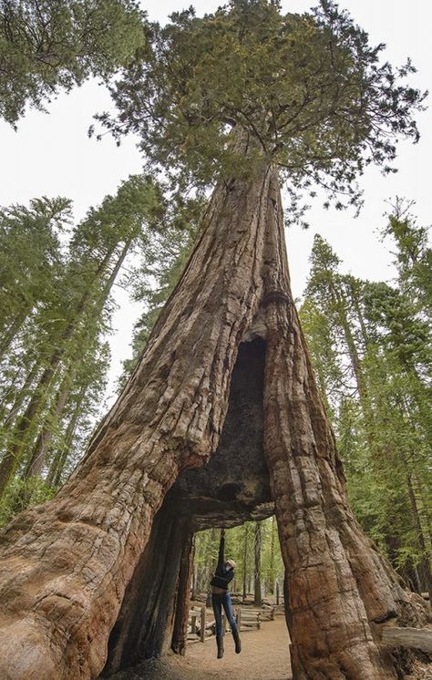 ellie california tunnel tree mariposa grove yosemite national park Yosemite Trip, Yosemite Park, South Gate, Road Trip With Kids, California Travel Road Trips, Sequoia National Park, Road Trip Usa, Yosemite National, California Travel