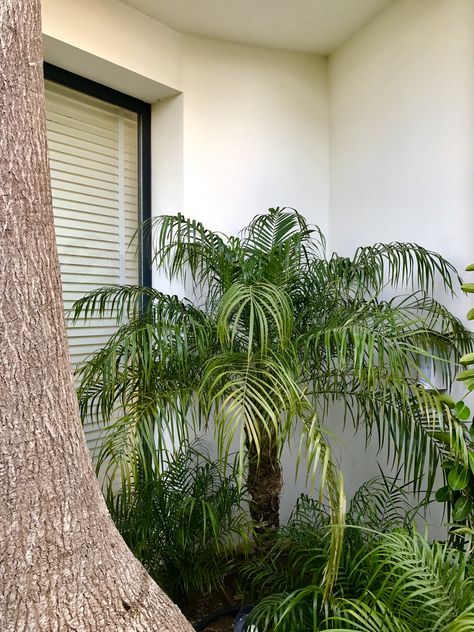 Phoenix Robellini & Beaucarnea Recurvata Phoenix Robellini, Robellini Palm, Beaucarnea Recurvata, Flora And Fauna, Phoenix, Plant Leaves, Patio, Plants, Patios