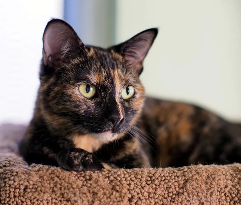 Tortoiseshell Cat Personality, Tortoiseshell Cats, Cat Personality, Purebred Cats, Tortoiseshell Cat, Tortoise Cat, Cat Personalities, Pet Corner, Sweet Cat