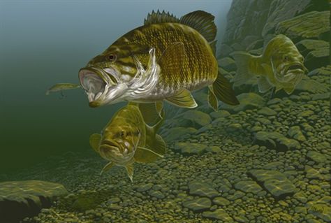 Smallmouth Bass Fishing Pictures, Fishing Artwork, Number Artwork, Striped Bass Fishing, Large Mouth Bass, Fly Fishing Art, Fish Artwork, Fishing Photography, Fishing Pictures