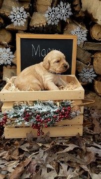 Labradoodle puppy for sale in MILLMONT, PA. ADN-52996 on PuppyFinder.com Gender: Male. Age: 5 Weeks Old Puppy Photoshoot Ideas, Leavitt Bulldog, Wallpaper Puppy, Aesthetic Puppies, Christmas Puppies Pictures, Puppy Pfp, Puppy Drawing Easy, Puppies Wallpaper, Pet Photography Props