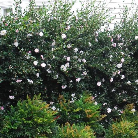 Camellia Sasanqua Hedge, Camellia Landscaping, Camellia Hedge, Sasanqua Camellia, Creek Landscaping, Camellia Sasanqua, Julia Morgan, Evergreen Hedge, Side Yards