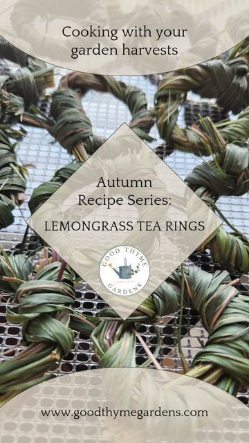 Jessica Blaich on Instagram: "Lemongrass tea rings! Harvest your lemongrass before the cool weather hits, this baby is a tropical plant that likes the warmth. I grew these plants from seed, and put them in a full shade location. The stalks weren't huge, but the grass was gorgeous & that's what I am using to make my tea rings! You can bundle your grasses any way that works for you. I used this method so they could fit in my favorite mug! Steep with mint & lemon balm for a perfect cuppa. #GoodTh Lemon Grass Smudge Stick, Lemon Grass Recipes, Lemongrass Tea Recipe, Lemon Grass Tea Benefits, Diy Teas, Tea Ring Recipe, Lemon Grass Tea, Tea Wreath, Herb Ideas