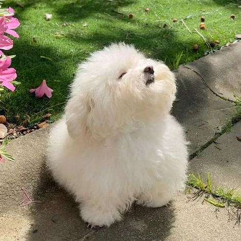 White Dogs Aesthetic, White Puppy Aesthetic, Cats Coloring Pages, Cute Dogs And Cats, Dog Bear, Pomeranian Puppies, Cute Animals Puppies, Super Cute Animals, Car Rides