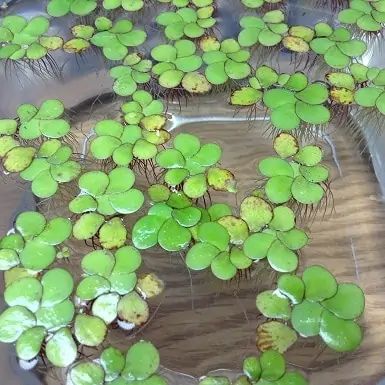 Aquatic Turtle Tank, Pond Aquarium, Pond Habitat, Diy Ponds Backyard, Turtle Aquarium, Turtle Care, Fish Tank Filter, Water Turtle, Turtle Habitat