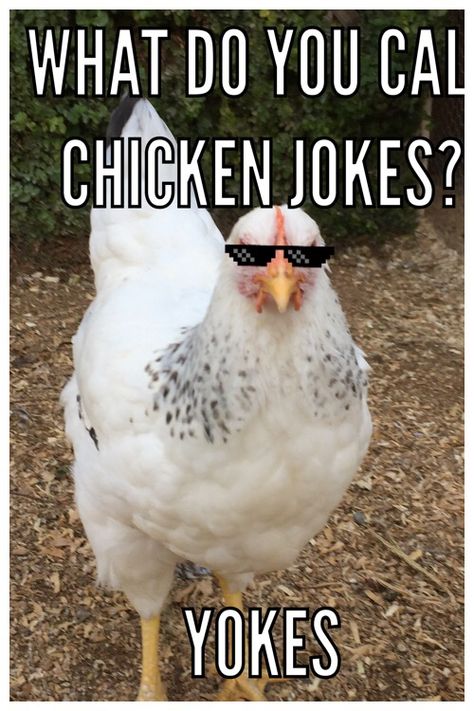 Jklol! Crazy chickens! Jokes About Chickens, Chicken Funny Humor, Chicken Puns, Chicken Memes, Friday Jokes, Farm Jokes, Chicken Jokes, Xmas Jokes, Comedians Jokes