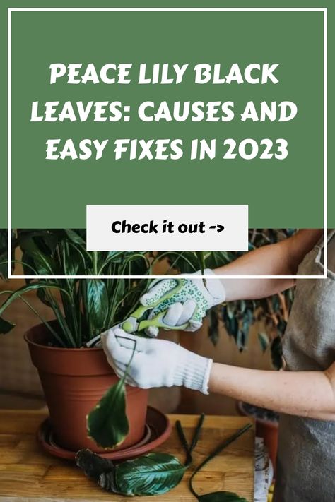 Discover the causes and treatments for peace lily black leaves! Learn how to restore your plant’s health with our expert tips and guidelines! Peace Lilies, Peace Lily Plant, Chemical Imbalance, Lily Plants, Dishwasher Soap, Peace Lily, Neem Oil, Black Leaves, Plant Health