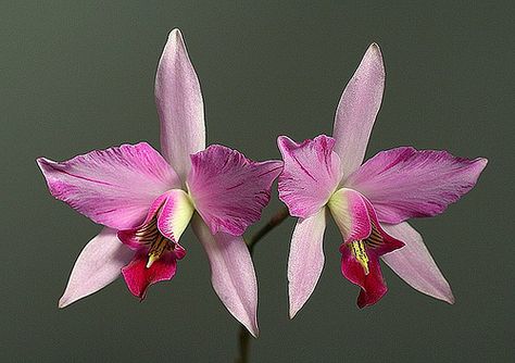 Orchid: Laelia anceps Variety disciplianta lineata striata - Flickr - Compartilhamento de fotos! Laelia Orchid, Orchid Photography, Orchid Varieties, Photos Flowers, Orchid Show, Rare Orchids, Exotic Orchids, Orchid Flowers, Flower Landscape