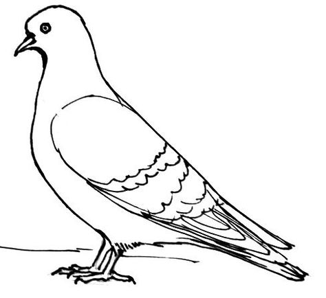 How to draw a Pigeon Pigeon Sketch Drawings, Pigeon Bird Drawing, Different Birds Drawing, Peigon Bird Drawing, Pigeon Outline Drawing, Birds Outline Drawing, Pigeon Drawing Reference, How To Draw Pigeon, Bird Drawing Reference