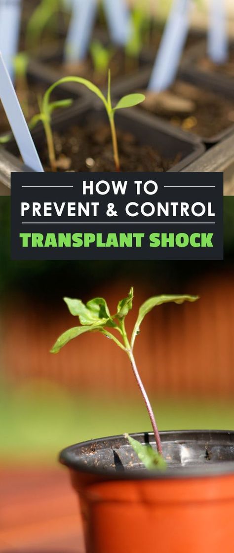 A frustrating part of propagating plants is dealing with transplant shock. The name makes it sound worse than it is. Learn how to prevent it in this article. Seed Planting Guide, Dirt Therapy, Transplanting Plants, Epic Gardening, Modern Homestead, Homestead Ideas, Making Plant Pots, Grow Gorgeous, Homestead Gardens