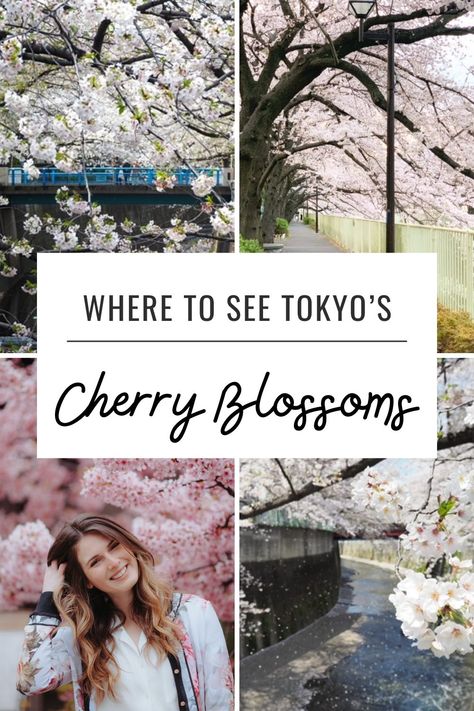 Collage of cherry blossom scenes in Tokyo linking to the top 11 recommended spots Sakura Season, Japan Cherry Blossom, Blossom Season, Cherry Blossom Season, Japan Travel Guide, Cherry Blossoms, Travel Guides, Hidden Gems, Japan Travel