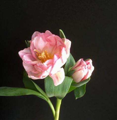 Soft pink double petals with yellow stamens - almost peony like. Shorter stem, averaging 12" long. March 30, Soft Pink, Peonies, Tulips, Yellow, Plants, Flowers, Pink