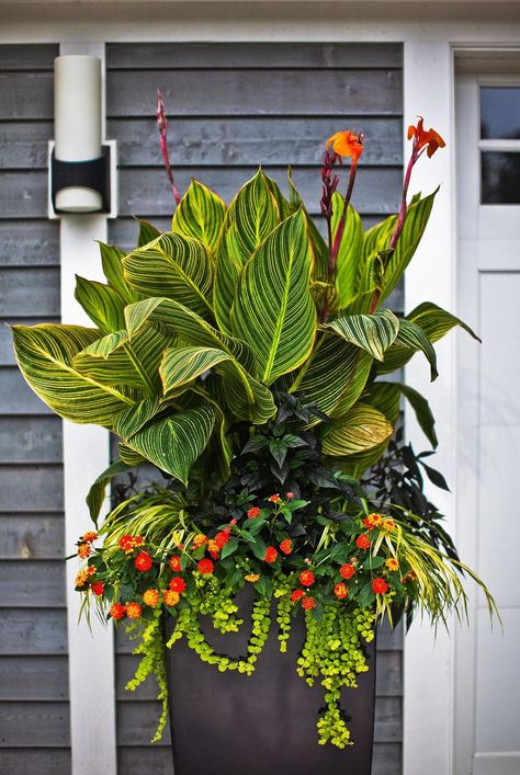 Full Sun Container Plants, Summer Planter, Tanaman Pot, Container Gardening Flowers, Permaculture Design, Patio Plants, Garden Containers, Have Inspiration, Container Flowers