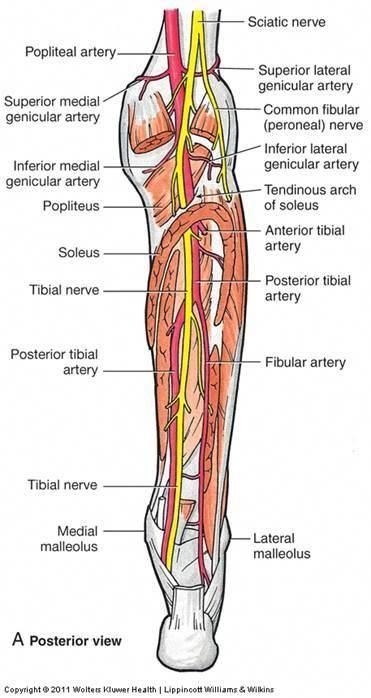 Popliteal Fossa, Nervous System Parts, Study Anatomy, Nerve Anatomy, Vascular Ultrasound, Physical Therapy School, Leg Anatomy, Diagnostic Medical Sonography, Medical Intuitive