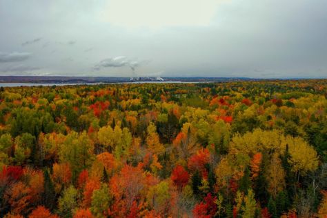 Brighton Photography, Fall Wedding Pictures, Hiawatha National Forest, Tahquamenon Falls, White Pine Tree, Sault Ste Marie, Pretty Trees, Scenic Byway, Fall Travel