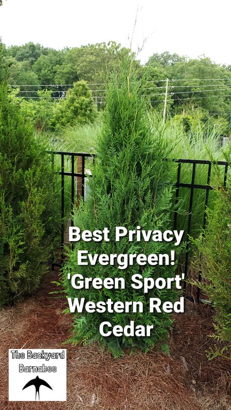 Green Giant Western Cedar, Cedar Trees Landscaping, Western Red Cedar Tree, Privacy Backyard, Red Cedar Tree, Cedar Hedge, Cedar Plant, Thuja Green Giant, Thuja Plicata