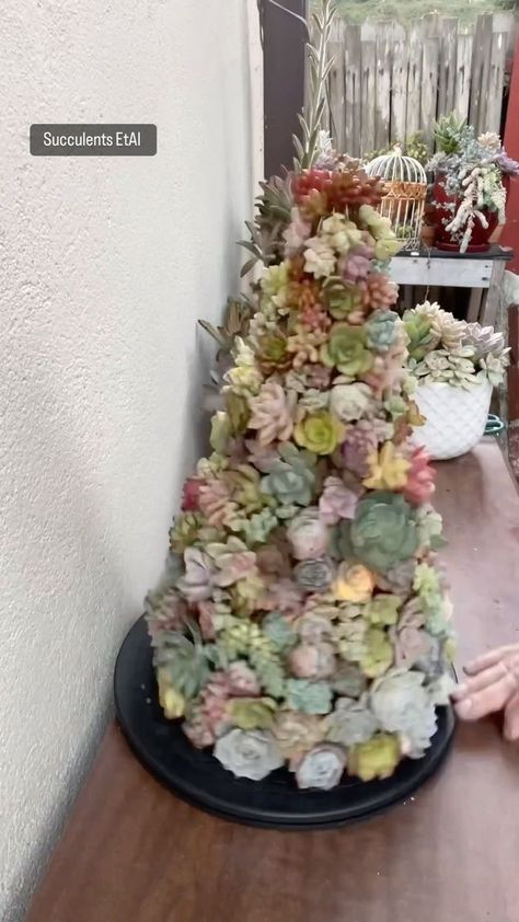 184K views · 286 shares | Ricky Ricardo on Reels | DM Production · Christmas Is Coming Succulents Christmas, Succulent Christmas Tree, Ricky Ricardo, Succulent Christmas, Christmas Tree Diy, Tree Diy, Facebook Reels, Christmas Is Coming, Candy Recipes