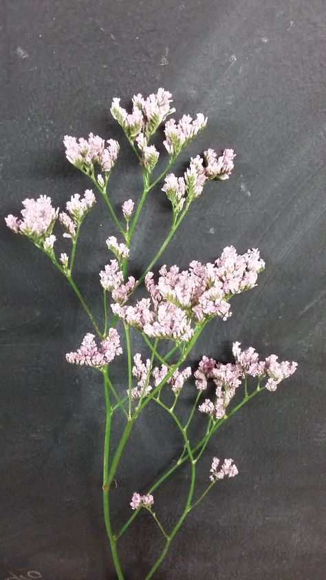 Limonium rose Botanical Fillers, Flower Fillers, Misty Flower, Filler Flowers For Arrangements, Bouquet Fillers, Limonium Flower, Filler Flowers, Limonium Flower Drawing, Blue Filler Flowers