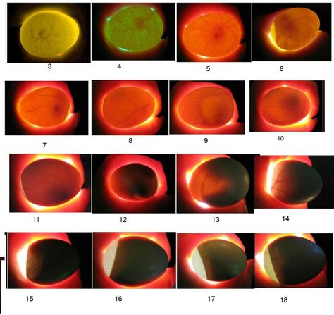 Embryo growth chart Candling Chicken Eggs, Incubating Chicken Eggs, Duck Houses, Egg Candling, Hatching Chickens, Chicken Incubator, Chicken Care, Urban Chickens, Hatching Chicks
