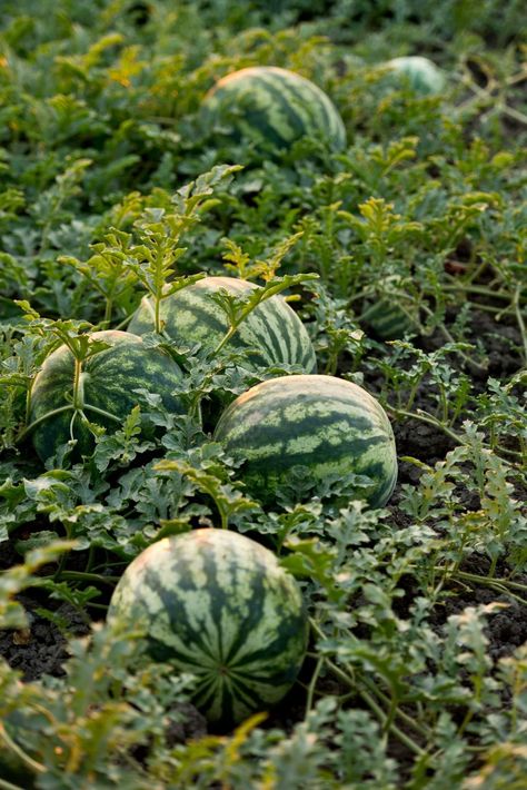 Cucumber Companion Plants, Companion Planting Guide, How To Grow Watermelon, Watermelon Plant, Watermelon Cocktail, Watermelon Drink, Cucumber Plant, Garden Plots, Bush Beans