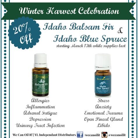 20% off Young Living's Idaho Balsam Fir   Idaho Blue Spruce Starting 03/13!  Idaho Balsam Fir is a part of the "Allergy Bomb" that our team loves, and my husband raves about how it helps with his energy, adrenals and workouts. Idaho Blue Spruce is a precious oil to me, and has helped with overall emotional balance! #youngliving #wecanoilit Idaho Blue Spruce, Adrenal Glands, Blue Spruce, Young Living Oils, Urinary Tract, Emotional Balance, Beauty Ideas, Young Living Essential Oils, Young Living