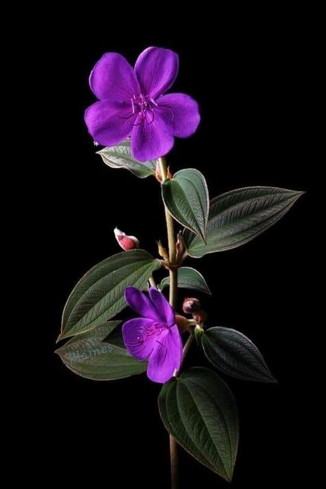 Cranesbill Geranium, Gladiolus Flower, Black Background Images, David Austin Roses, Images And Words, Flower Art Images, Wild Roses, The Memories, Amazing Flowers