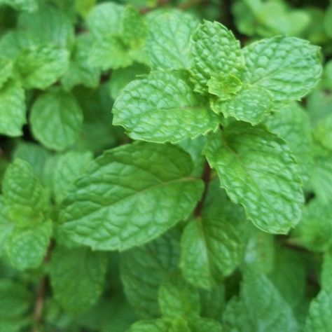 Yerba buena...the Mother of Mint!!! Peppermint Plants, Cash Crop, Herbal Tea Blends, Scented Wax Melts, Tea Blends, Soy Wax Melts, Plant Growth, Garden Seeds, Botany