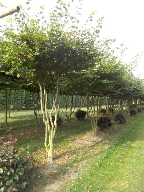 Carpinus Betulus, Garden Privacy, Back Garden Design, Garden Landscape Design, Outdoor Inspirations, Garden Trees, Growing Tree, Back Garden, Outdoor Landscaping