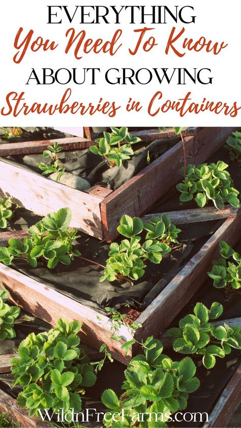 grow strawberries in containers Strawberry Plants In Containers, Grow Strawberries In Containers, Growing Strawberries In Containers, Herbs For Chickens, Plants In Containers, Strawberries In Containers, Grow Strawberries, Herbs List, Growing Garlic