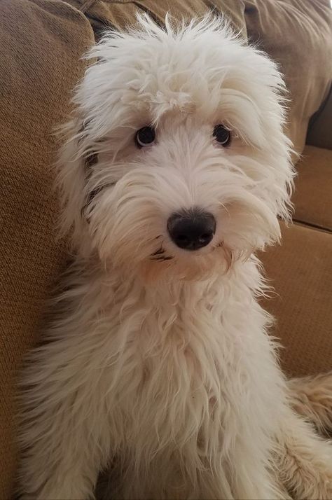 Available Sheepadoodles - Brewer's Goldendoodles & Sheepadoodles White Sheepadoodle, Black Sheepadoodle, Toy Sheepadoodle, Sheepadoodle Full Grown, Sheep A Doodle Dog, Bernedoodle Vs Sheepadoodle, Sheepadoodle Puppy, Black And White Tuxedo, Cute Beagles