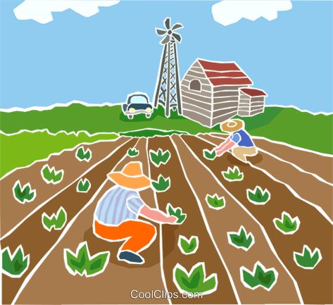 Farmers planting crops Royalty Free Vector Clip Art illustration indu1044 Vegetable Drawing, Crop Farming, Crop Field, Origami Patterns, Free Crop, Art How, Planting Vegetables, Drawing Videos, Pictures To Draw