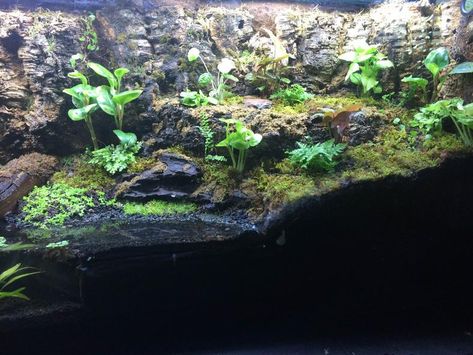 55 gallon Paludarium | Dendroboard 55 Gallon Paludarium, Riparium Ideas, Paludarium Vivarium, Red Eyed Crocodile Skink, Snake Habitat, Paludarium Ideas, Dart Frog Terrarium, Crocodile Skink, Large Water Features