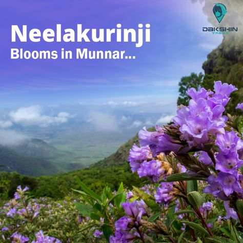 After 12 years , Neelakurinji is blooming and Munnar is ready to welcome the guests to witness this wonderful sight. Munnar is now turned into a mountain covered with blue flowers. This rare flower Neelakurinji which grows across the Western Ghats, is found in abundance in the hills of Munnar and blooms once in twelve years. #Munnar #NeelakurinjiBlooms #MunnarAttractions #MunnarTourpackages #KeralaTourPackages #GoKerala #HiddenKerala #DakshinTrails Neelakurinji Flower, Western Ghats, Munnar, Rare Flowers, The Hills, Tour Packages, Kerala, Blue Flowers, House Plants