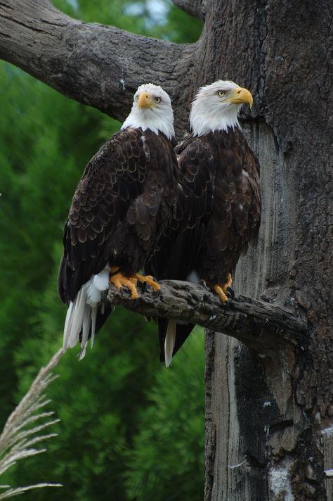 Bald Eagles | Bald Eagles | David Gunter | Flickr Eagle Pictures, Bald Eagles, The Eagles, Pretty Birds, Birds Of Prey, Wild Birds, 귀여운 동물, Bird Watching, 그림 그리기