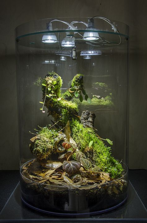 Click the image to open in full size. Glass Terrarium Ideas, Vivarium Ideas, Taman Air, Terrarium Ideas, Aquarium Terrarium, Reptile Terrarium, Moss Terrarium, Moss Garden, Fb Cover