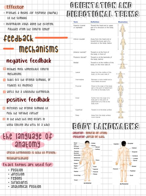 Anatomy And Physiology Printables, Anatomy Digital Notes, Organ Systems Notes, Anatomy And Physiology Notes Chapter 1, Medicine Diagrams, Anatomy And Physiology Study Printables, Anatomy And Physiology Notes Study, Korea Learning, Anatomy And Physiology Notes