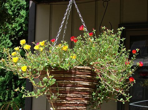 Yellow and red Paraguayan Purslane (Portulaca amilis) in a natural woven cone hanging basket. [Photo taken by J.Lewis using a 6 MP digital camera.] Garden Deco, Nature Green, Hanging Plant, Container Garden, Aquascaping, Hanging Basket, Living Wall, Aquariums, Vertical Garden