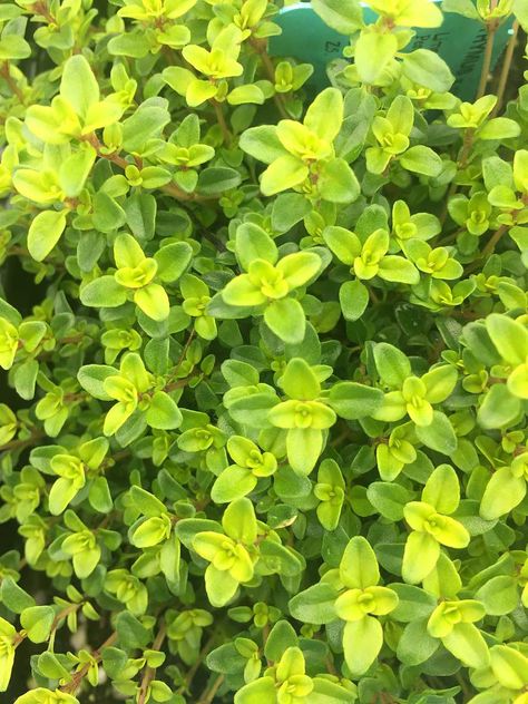 THYMUS x citriodorus 'Lime', Lime Thyme Thyme Plant, Herb Plants, Rock Garden Plants, Pot Garden, Pale Lilac, Fragrant Plant, Sun Water, Perennial Herbs, Dry Leaf