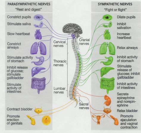 parasympathetic nerves vs. sympathetic nerves chart Blood Physiology, Parasympathetic Vs Sympathetic, Nervous System Anatomy, Nerve Anatomy, Medical Terminology Study, Teas Test, Nerve Disorders, Medical Notes, Freeze Frame