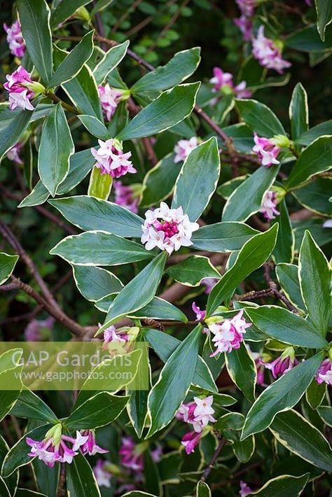 >Daphne odora 'Aureomarginata'. Gold-edged winter daphne Daphne Odora Aureomarginata, Winter Daphne, Daphne Odora, Sunny Garden, Spring Planting, English Gardens, Colorful Borders, Border Plants, Spring Plants