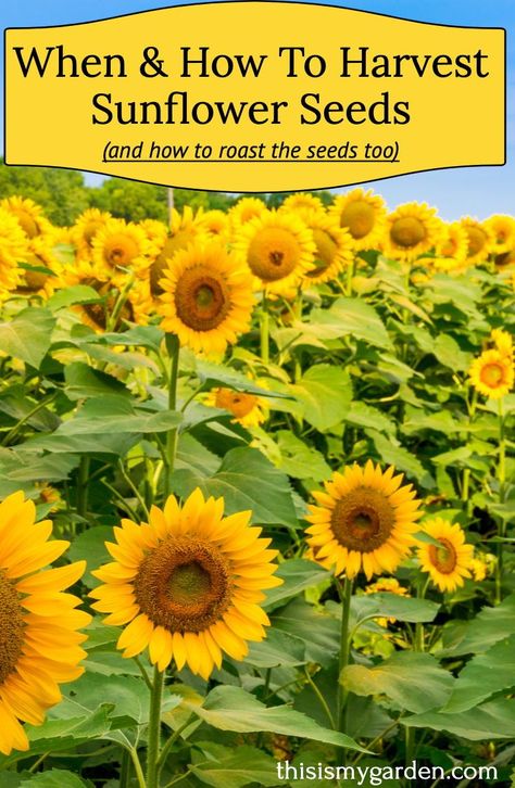 Sunflower Seeds From The Flower, Harvesting Sunflowers, Growing Sunflowers From Seed, Harvest Sunflower Seeds, Planting Sunflower Seeds, Harvest Sunflowers, Harvesting Sunflower Seeds, Sunflower Heads, Gardening Knowledge