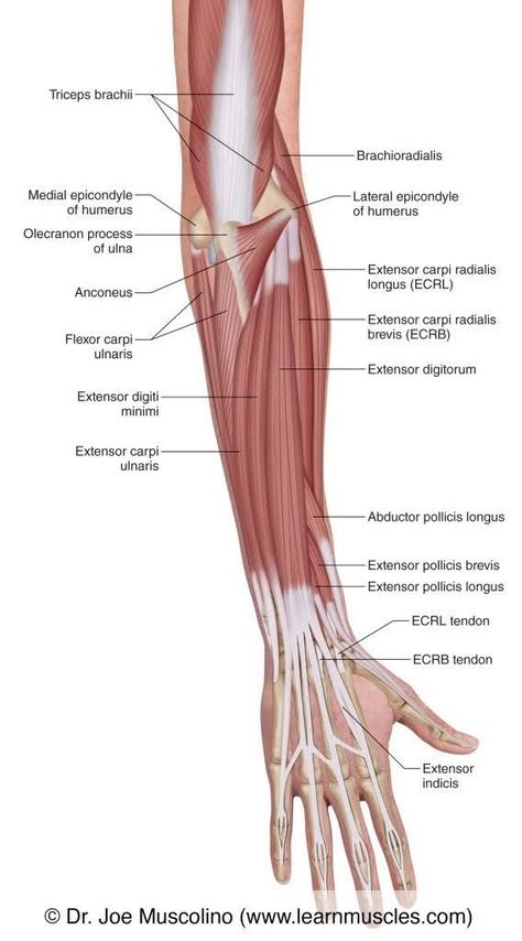 Forearm Muscle Anatomy, Elbow Anatomy, Forearm Anatomy, Body Muscle Anatomy, Muscular System Anatomy, Human Muscle Anatomy, Physical Therapy Student, Forearm Muscles, Yoga Anatomy