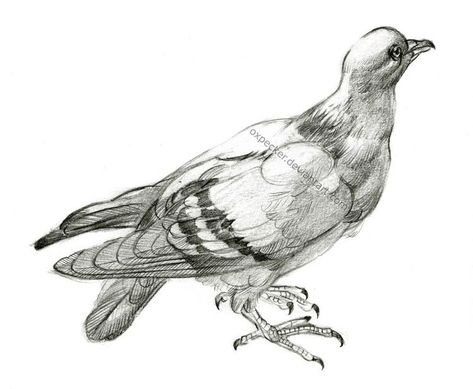 Rock Pigeon, Bird Pencil Drawing, Buddha Painting Canvas, Bird Sketch, Pencil Sketch Drawing, Animal Illustration Art, Buddha Painting, Animal Sketches, Sketchbook Inspiration