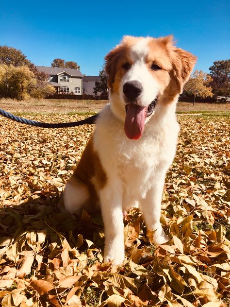 Great Bernese, Burnese Mountain Dog, Manifest Board, Saint Bernards, Tokio Revengers, Animals Pictures, Pretty Dogs, St Bernard, Great Pyrenees