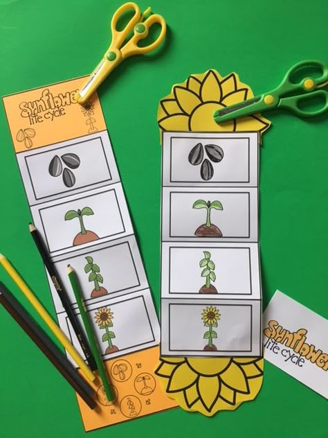 Plants Life Cycle Activities, Life Cycles Preschool, Flower Life Cycle, Sunflower Life Cycle, Life Cycle Craft, Life Cycles Activities, Craft Preschool, Plant Activities, Sunflower Crafts