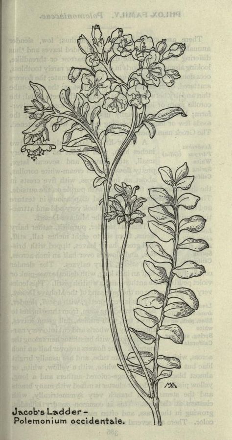 Polemonium occidentale (1913), drawn by Margaret Armstrong (1867-1944), published in “Field Book of Western Wild Flowers” (1915), page 385. Snapdragon Flowers, Wildflower Drawing, Western Wild, Botanical Line Drawing, Wildflower Tattoo, Cute Little Tattoos, Flower Sketches, Aesthetic Tattoo, Scientific Illustration