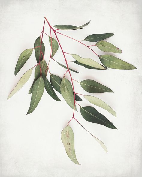 Eucalyptus Sprig One at ArtfullyWalls, undefined Gray Wall Art, Wood Gallery Frames, Eucalyptus Trees, Flower Outline, Sea Photography, Grey Wall Art, Dye Fabric, Painting Inspo, Tree Illustration