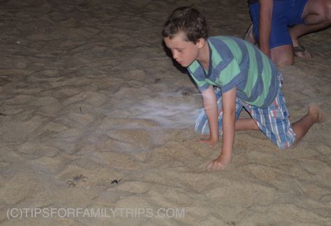 Crabs On The Beach, Ghost Crab, Catch And Release, 7 Wonders, Beach Destinations, Florida Trip, Beach At Night, Atlantic Beach, The Outer Banks