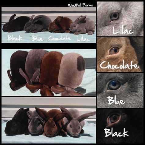 Mini Rex Rabbit Colors, Rex Rabbit Colors, Mini Rex Bunnies, Rabbitry Ideas, Homestead Rabbits, Rabbit Farming, Mini Rex Rabbit, Raising Rabbits For Meat, Show Rabbits