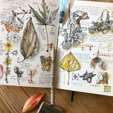 Nature Journal Ideas, Plants Sketch, Nature Sketching, Nature Journals, Plant Sketches, Botanical Sketchbook, Trendy Plants, Nature Sketch, Watercolor Journal